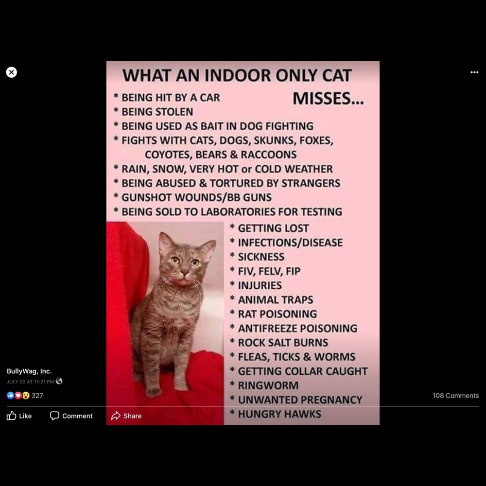 β€οΈπWhat an indoor cat misses !πβ€οΈ - Picture 1 of 3